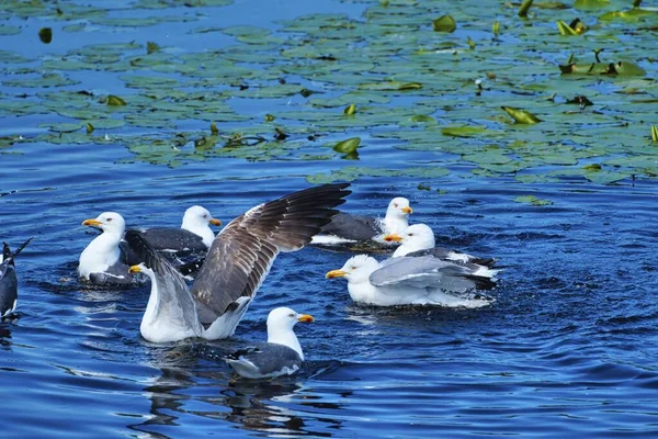 Groep Ofeuropean Haring Meeuw Helgoland Eiland Duin Schoonmaken Van Veren — Stockfoto