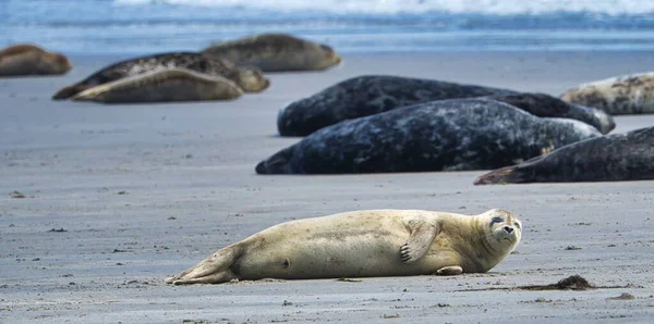 Grey Seal South Beach Heligoland Ostrov Dune Germany — стоковое фото