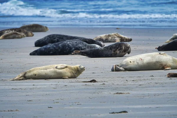 Foca Gris Playa Sur Heligoland Isla Dune Alemania —  Fotos de Stock