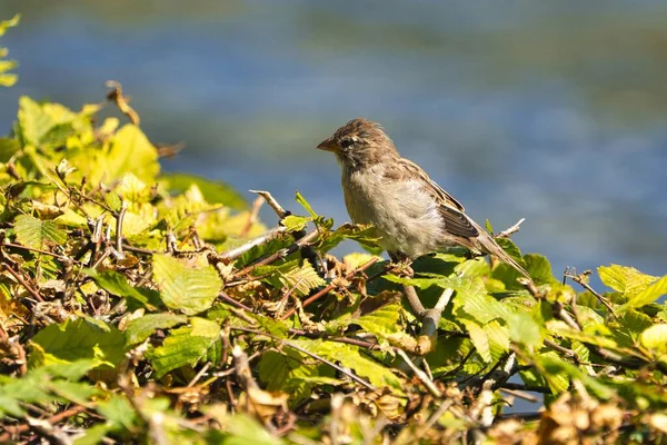 Solo Viejo Gorrión Ventoso Pkace Frente Del Agua — Foto de Stock