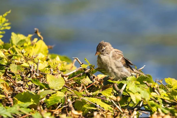 Single Old Sparrow Windy Pkace Front Water — Stock Photo, Image