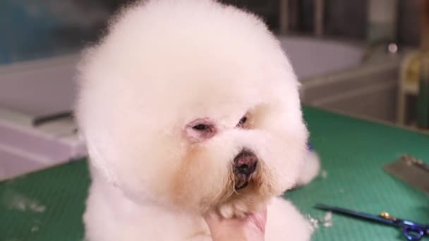 muzzle for bichon frise