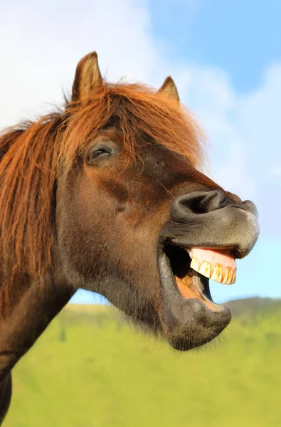 NITRITO CAVALLO DA SCARICA