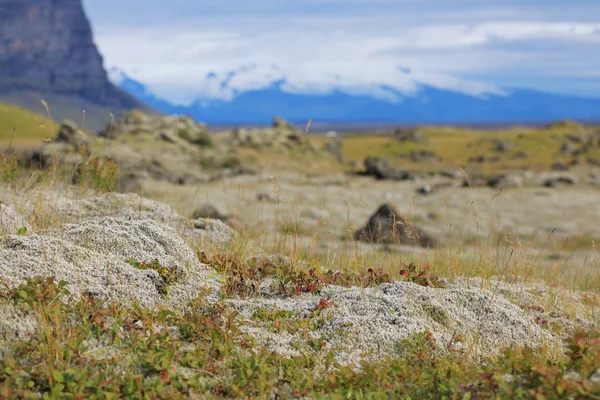 Iceland lava field covered with green moss