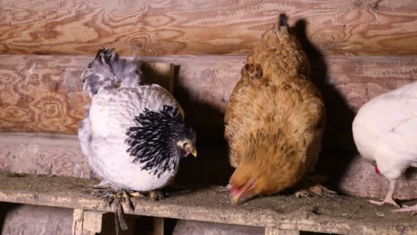 Domestic Chickens Sitting On A Roost In The Chicken Coop