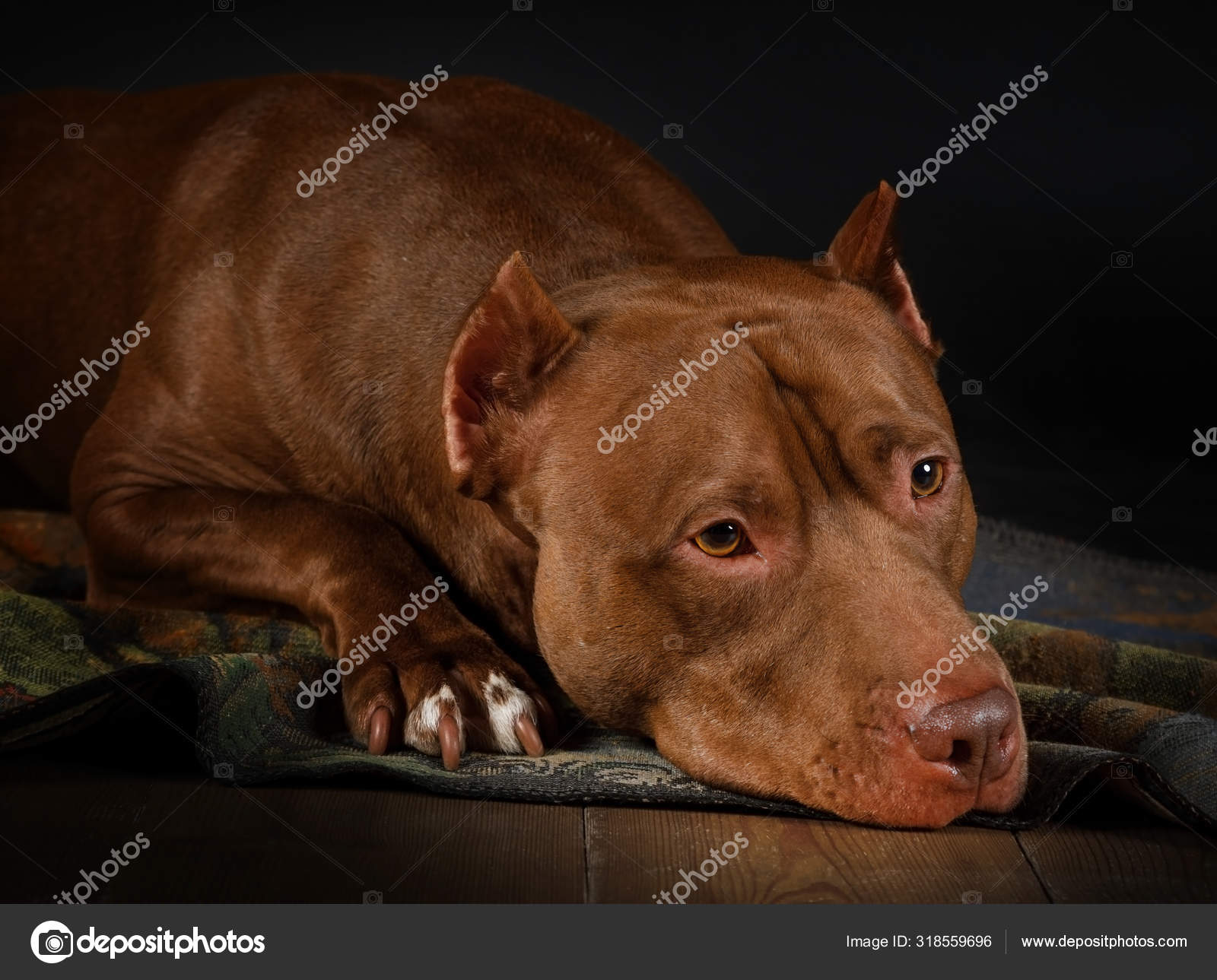 purebred american pit bull terrier dog lying on the floor stock photo image by c alkir dep 318559696