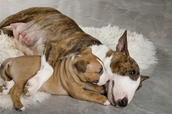 Miniature Bull Terrier mom dog hugs her puppy lying on a fur rug
