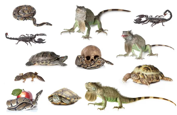 Large collection of reptile, pets and exotic animals in different position isolated on white backgroun