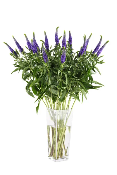 Bloemen Veronica geïsoleerd — Stockfoto