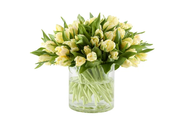 Kilka białych tulipanów — Zdjęcie stockowe