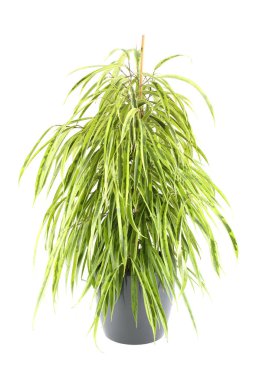 Göl kenarında Ficus ağaç