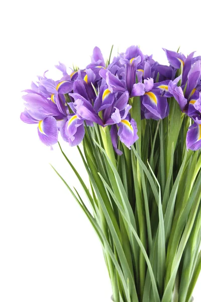 Bouquet of irises Stock Photo