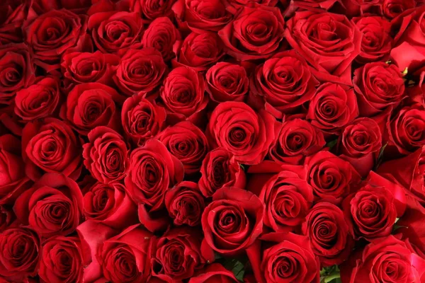 Velo Descifrar Ingenioso Muchas rosas florecidas fotos de stock, imágenes de Muchas rosas florecidas  sin royalties | Depositphotos