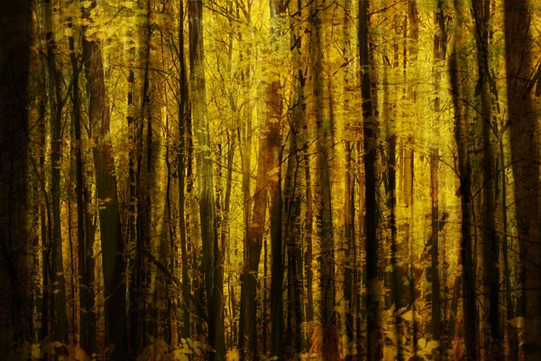 Automn ліс fuzz — стокове фото