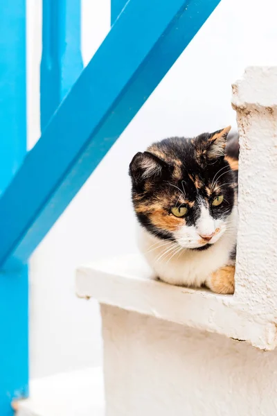 Кот отдыхает на ступеньках в старом городе Наксос, Греция — стоковое фото