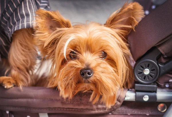 Adorable Yorkshire Terrier cachorro en un cochecito, poco profundo DOF — Foto de Stock