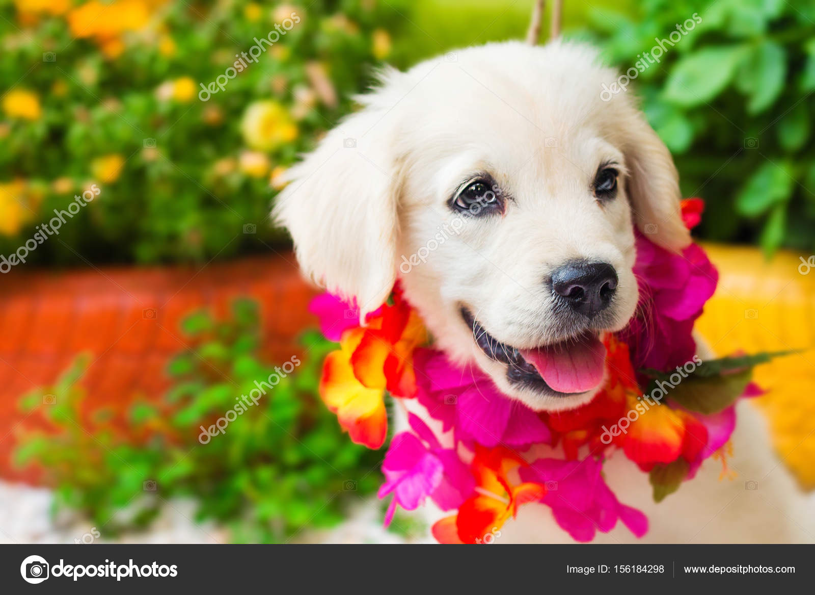 A 2 Month Old White Golden Retriever Puppy Playing In The Garden Shallow Dof Stock Photo Image By C Anatema 156184298