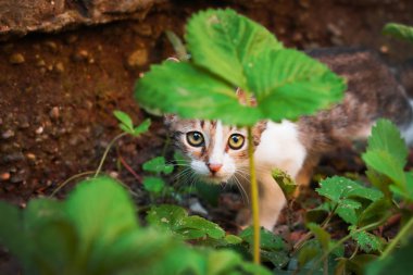 Bahçe, seçici odak çilekli tesislerinde arkasına saklanmış küçük bir yavru kedi