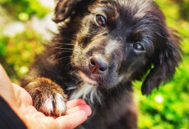 Bir insan eli ile bir pençe (sığ dof dokunmadan küçük sokak köpek yavrusu)