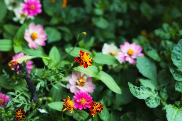 Marigolds and dahlias in the garden, selective focus