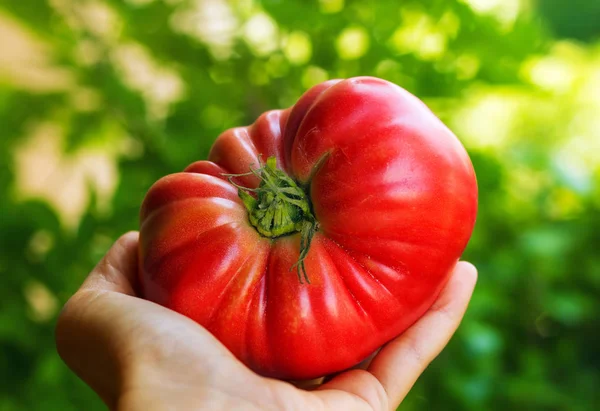 Solanum lycopersicum 'Büyük sığır eti' domates tutan bir bahçıvan — Stok fotoğraf