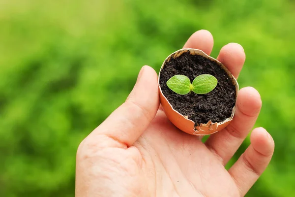 A gardener holding a tiny squash seedling in an eggshell, selective focus — Stock Photo, Image