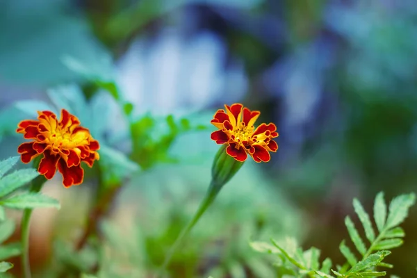 Kolorowe nagietki w ogrodzie, Selektywny fokus — Zdjęcie stockowe