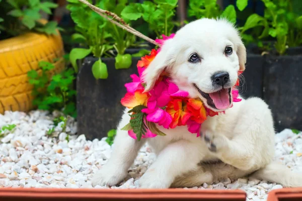 Un cachorro recuperador de oro blanco de 2 meses jugando en el jardín (dof poco profundo ) — Foto de Stock