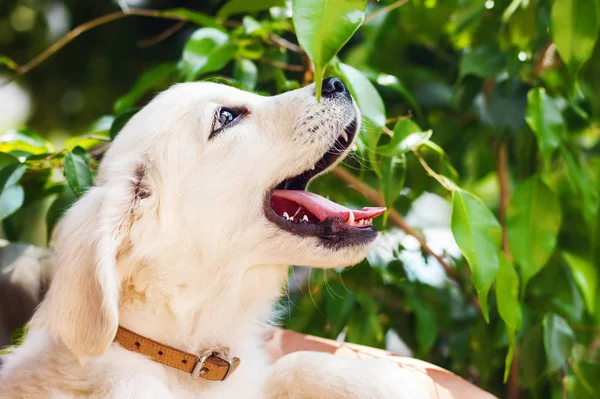 Un cachorro recuperador de oro blanco de 2 meses jugando en el jardín (dof poco profundo ) — Foto de Stock