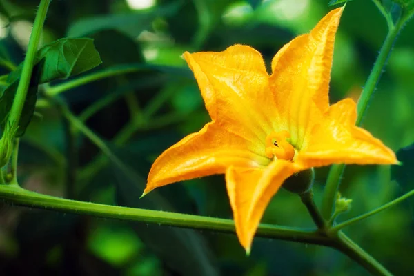 Close up of a squash flower in the garden, shallow dof — Stock Photo, Image