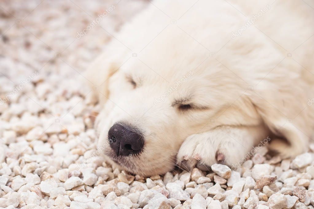A 2 month old white golden retriever puppy sleeping (shaloow dof)