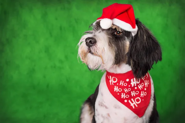 Niedlicher Mischlingshund Mit Weihnachtsmütze Und Schal Posiert Vor Grünem Hintergrund — Stockfoto