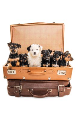 Beyaz arka planda eski bir çantada poz veren 1 aylık melez köpek yavruları.