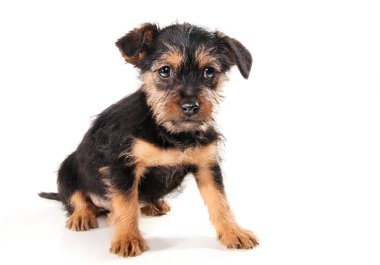 Minik tapılası 1 aylık Pinscher karışımı köpek yavrusu beyaza izole edilmiş.