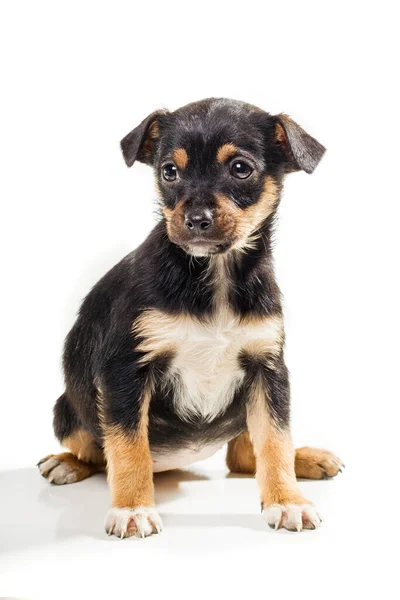 Minuscule Adorable Mois Mélange Pinscher Chiot Isolé Sur Blanc — Photo