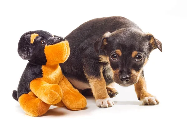 Bonito Mês Idade Pinscher Mix Filhote Cachorro Posando Com Brinquedo — Fotografia de Stock