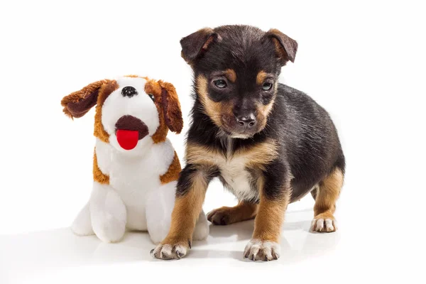 Lucu Bulan Tua Pinscher Campuran Anjing Berpose Dengan Mainan Mewah — Stok Foto