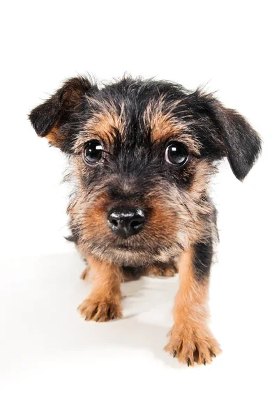 Minuscule Adorable Mois Mélange Pinscher Chiot Isolé Sur Blanc — Photo