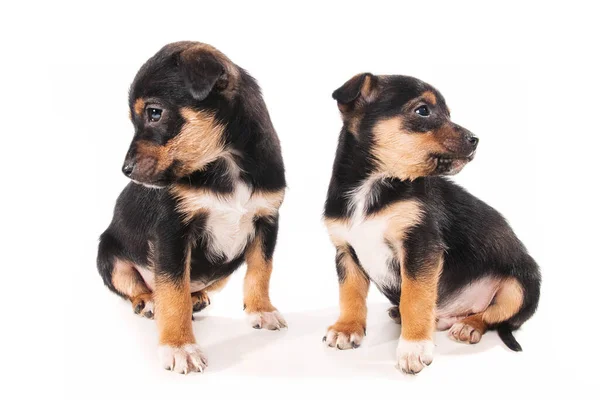 Dois Adorável Mês Idade Pinscher Mistura Filhotes Isolados Branco — Fotografia de Stock