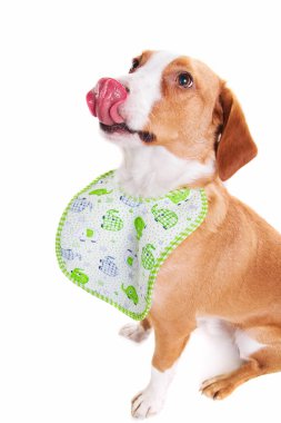 Beyaz önlük giyen sevimli, komik melez bir köpek.