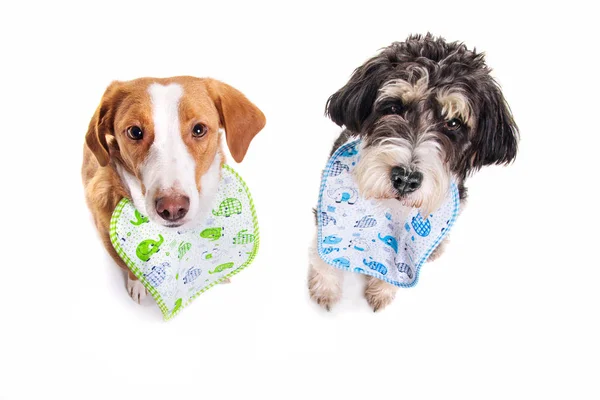 Two Adorable Mixed Breed Dogs Wearing Bibs Isolated White — Stock Photo, Image