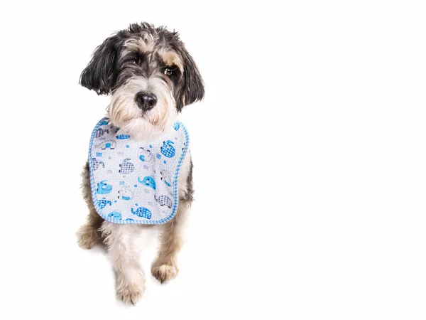 Χαριτωμένο Αστείο Σκυλάκι Terrier Μείγμα Σκυλί Φορώντας Μια Σαλιάρα Απομονώνονται — Φωτογραφία Αρχείου