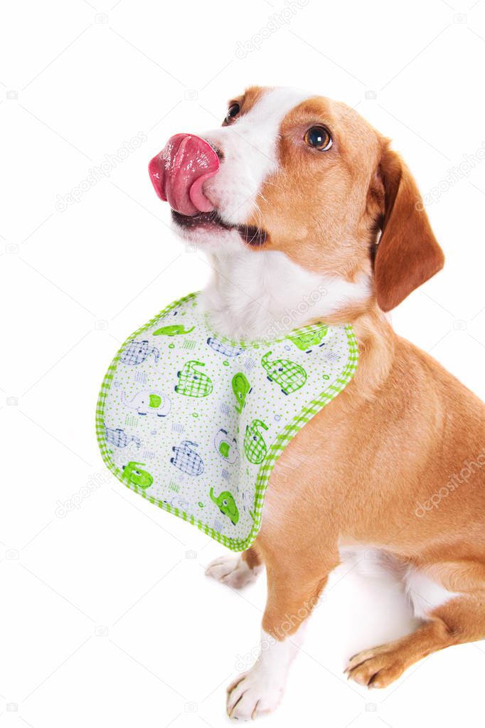 Cute funny mixed breed dog wearing a bib, isolated on white
