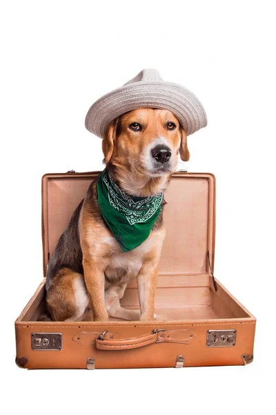 Cão Raça Mista Bonito Sentado Uma Mala Vintage Isolado Branco — Fotografia de Stock