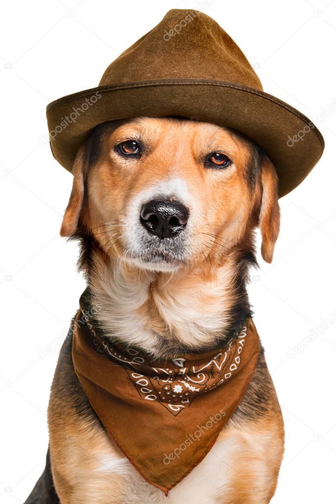 Serious looking mixed breed dog wearing a hat and a bandana, isolated on white