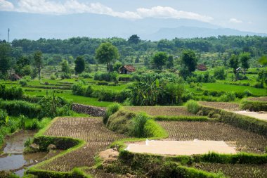 Geniş yeşil pirinç terasları Bali