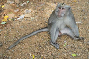 Maymun gösteren dişleri