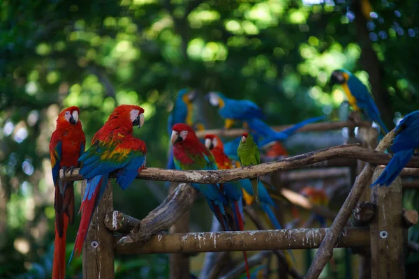 Hodně-papoušek ara a červené aras sedí na otruby — Stock fotografie