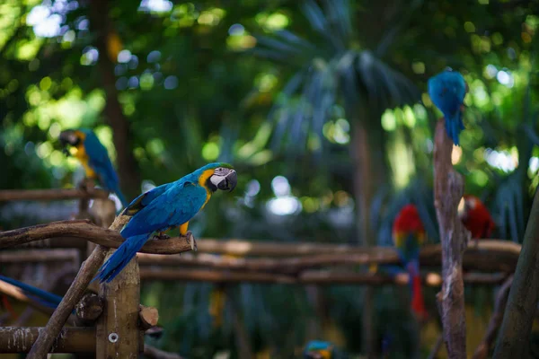 Παπαγάλος macaw μπλε-και-κίτρινο κάθεται στον κλάδο και βλέπουν φωτογραφική μηχανή με πολλά άλλα παπαγάλοι σε φόντο — Φωτογραφία Αρχείου