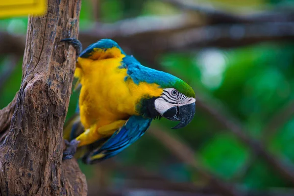 Perroquet d'aras bleu et jaune assis sur la branche et regardant un — Photo